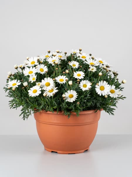 Margarita blanca (argyranthemun frutencens)