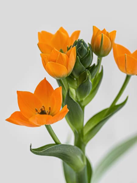 Ornithogalum dubium