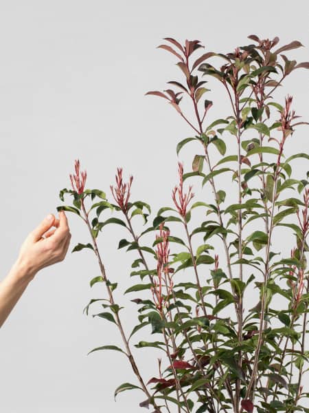 Fotinia fraseri 'Carré Rouge'