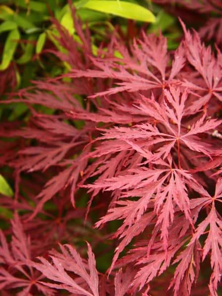 Acer palmatum 'Dissectum garnet'