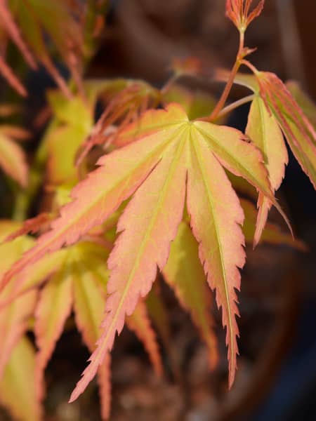 Acer palmatum 'Katsura'