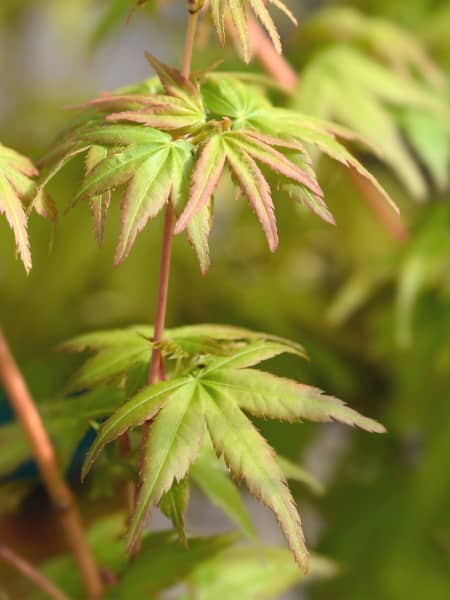 Acer palmatum 'Katsura'