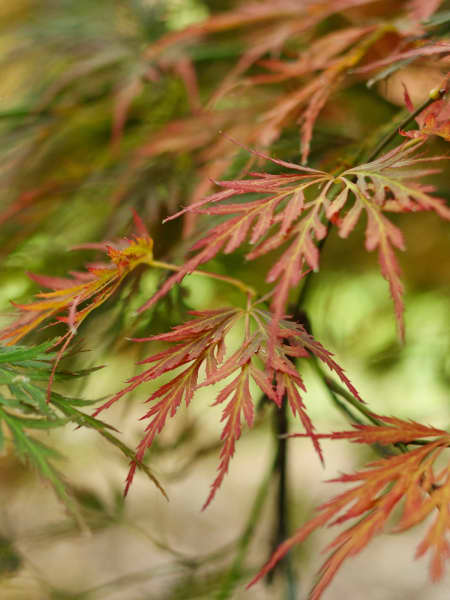 Acer palmatum 'Seiryu'