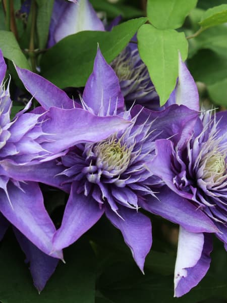 Clematis 'Multi Blue'