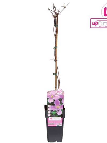 Clematis montana var. Rubens