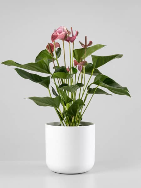 Anthurium 'Joli Pink' Karma®