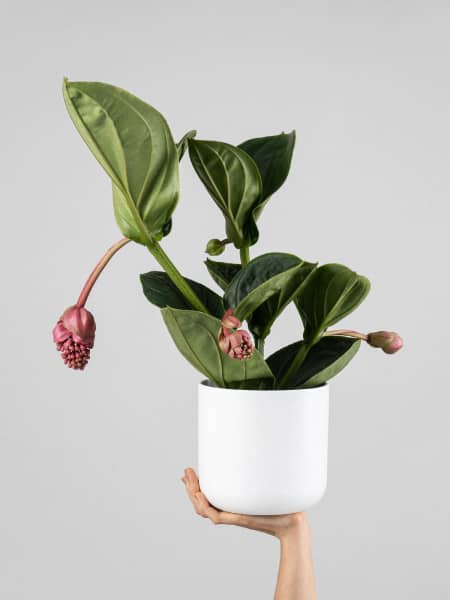 Medinilla magnifica