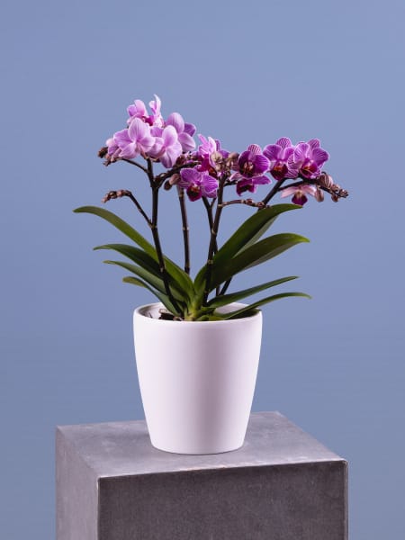 Orquídea Freedanzo morada