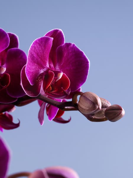 Orquídea Premium Phalaenopsis 'Bellissimo Amore'