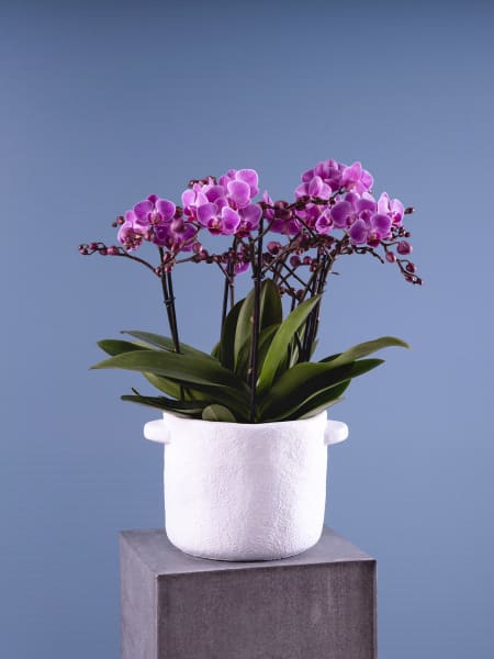 Orquídea Premium Phalaenopsis 'Bellissimo Caro'