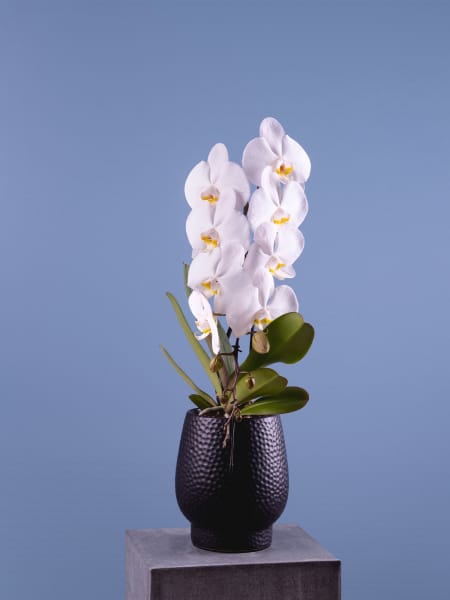 Orquídea Premium Phalaenopsis 'Formidablo' blanca