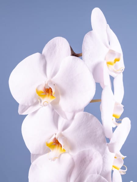Orquídea Premium Phalaenopsis 'Formidablo' blanca
