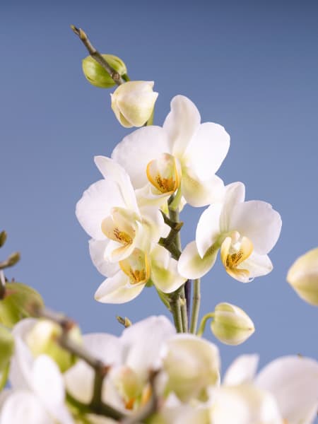 Orquídea Premium Phalaenopsis 'Bellissimo Bella'