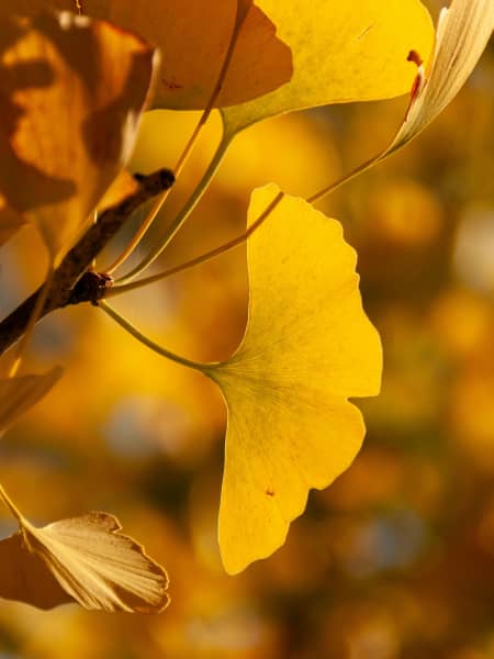 Ginkgo biloba