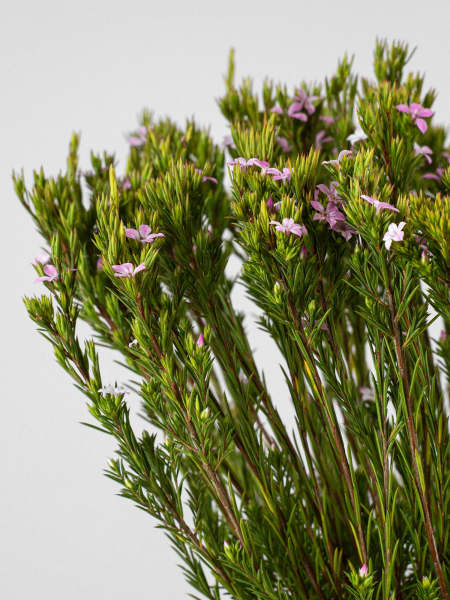 Diosma hirsuta 'Pink Fountain'