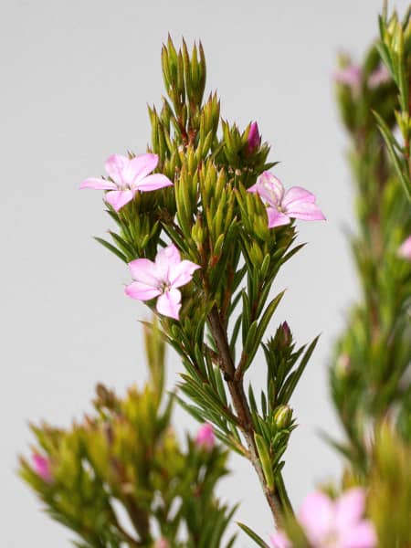 Diosma hirsuta 'Pink Fountain'