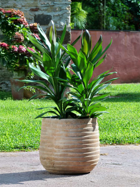 Maceta de Barro Delta Campana Rings - Herstera