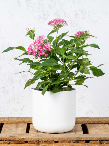 Pentas lanceolata