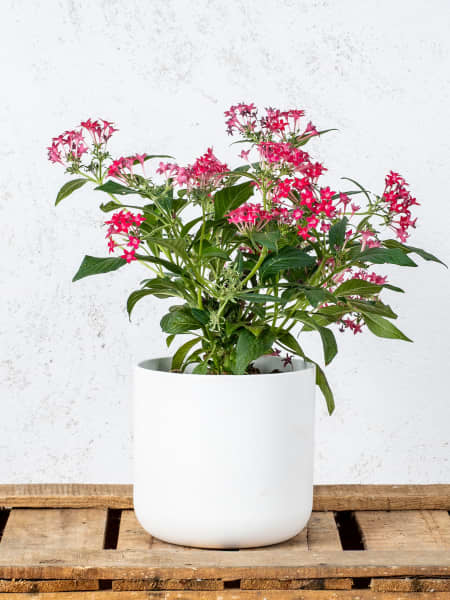 Pentas lanceolata