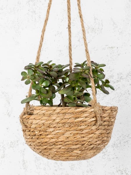 Crassula ovata (Árbol de jade)