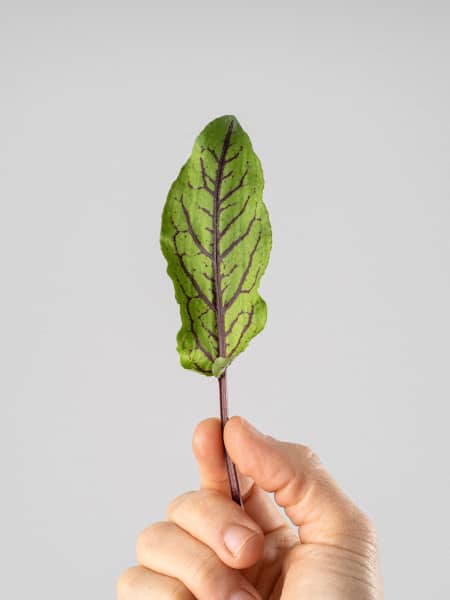 Acedera (rumex acetosa) - Planta aromática