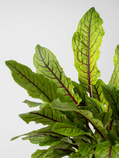 Acedera (rumex acetosa) - Planta aromática