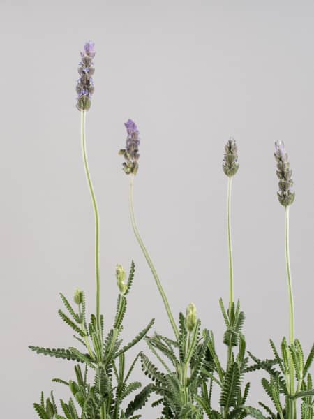 Lavanda dentata 'Candicans' - Planta aromática