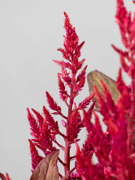 Celosia 'Dragon's Breath'