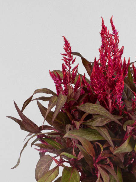 Celosia 'Dragon's Breath'