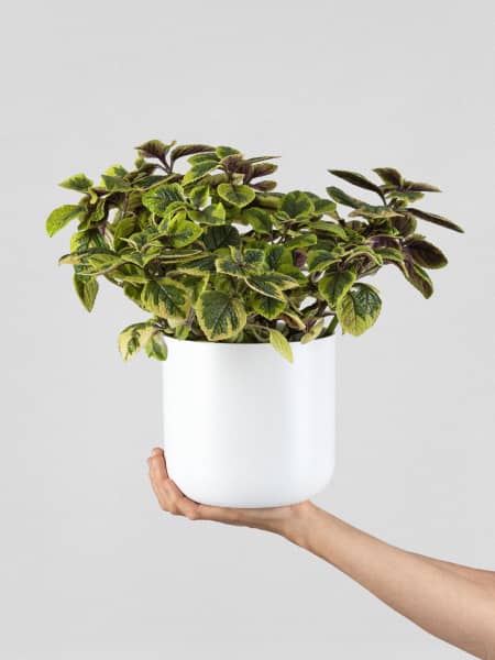 Plectranthus ciliatus 'Easy Gold' (Planta del Dinero)
