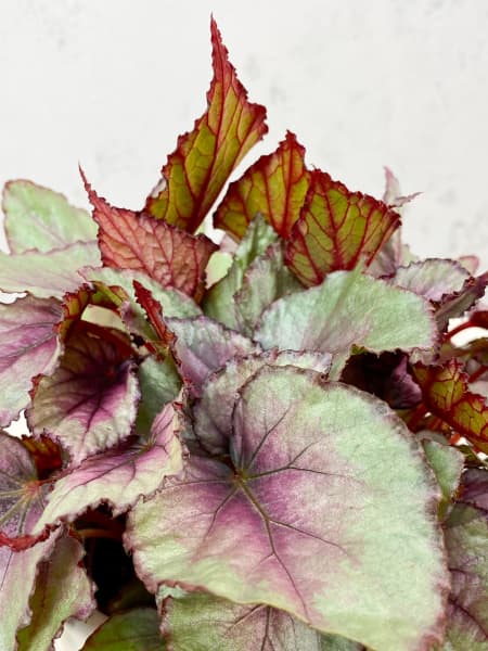 Begonia Maori Haze®