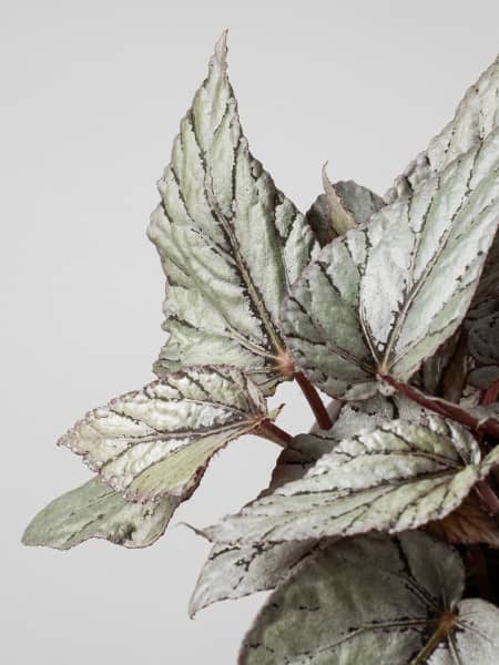 Begonia Artic Breeze®