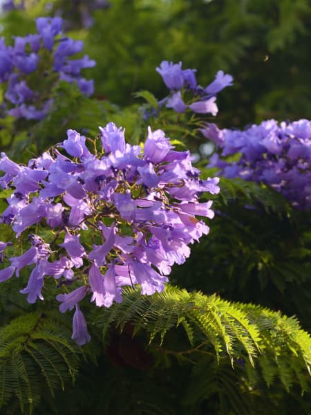 Jacaranda mimosifolia
