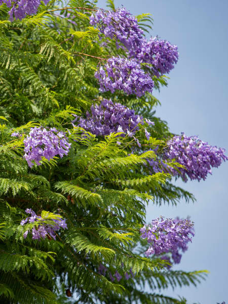 Jacaranda mimosifolia