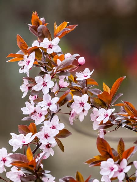 Prunus cerasifera 'Pissardii'