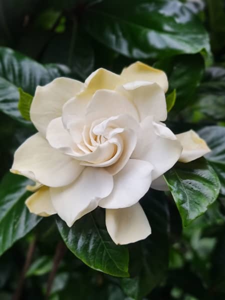 Gardenia jasminoides para exterior