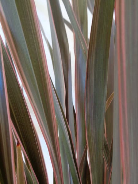 Phormium tenax 'Pink Stripe'