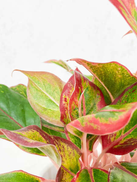 Aglaonema 'Crete'