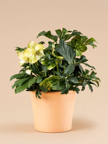 Helleborus niger (Eléboro de Navidad)