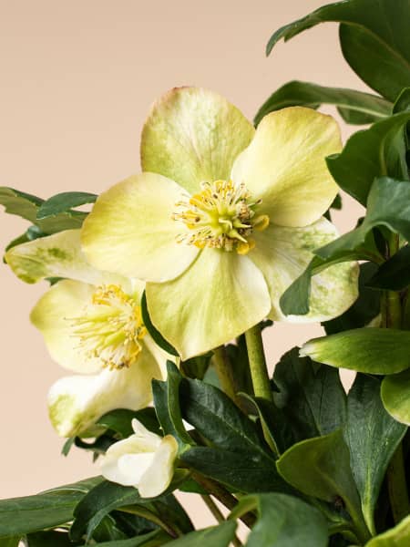 Helleborus niger (Eléboro de Navidad)