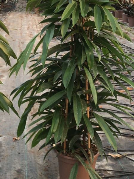 Ficus 'Amstel King'