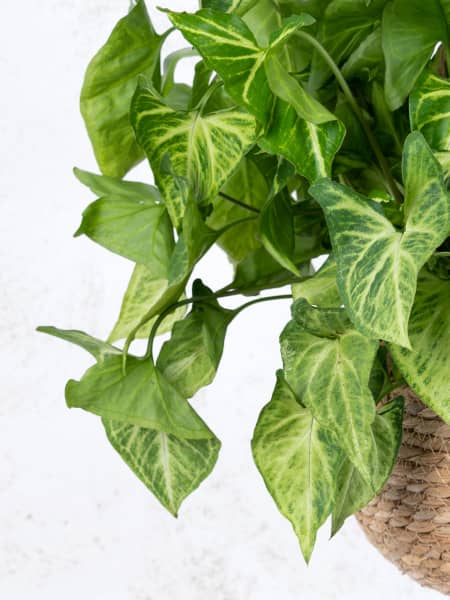 Syngonium podophyllum 'Arrow'