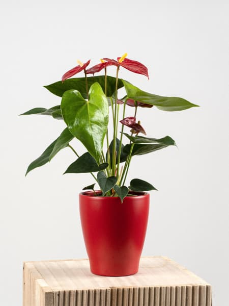 Anthurium rojo Karma®