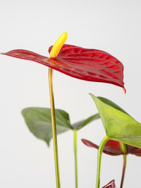 Anthurium rojo Karma®