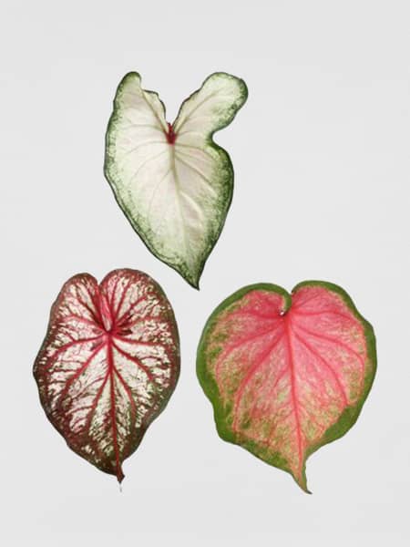 Caladium