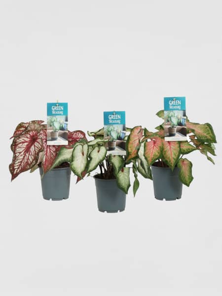 Caladium