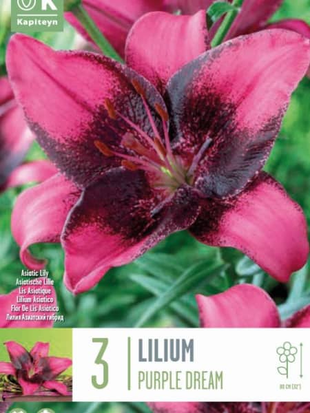 Bulbos Lilium Dream Morado 3uds