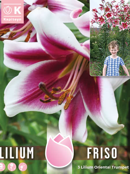 Bulbos Lilium Friso 3uds