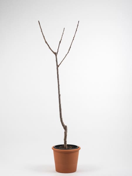 Cerezo 'Lapins' (Prunus avium)