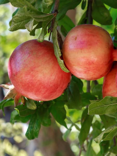 Granado 'Tendral' (Punica granatum)